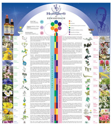 Healing Herbs - Bach Flower Poster (Spanish)